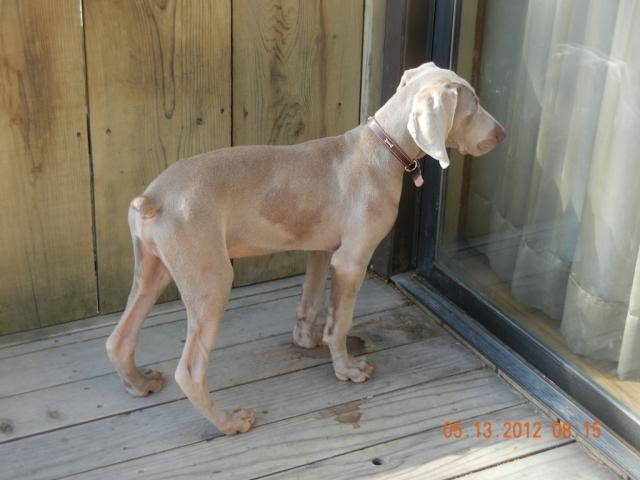 Winston Pup 3